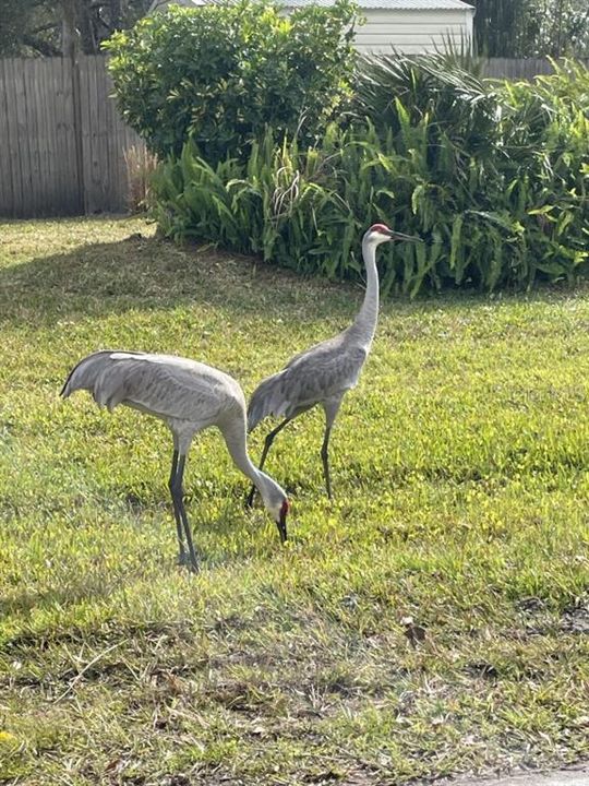 En Venta: $70,000 (0.53 acres)