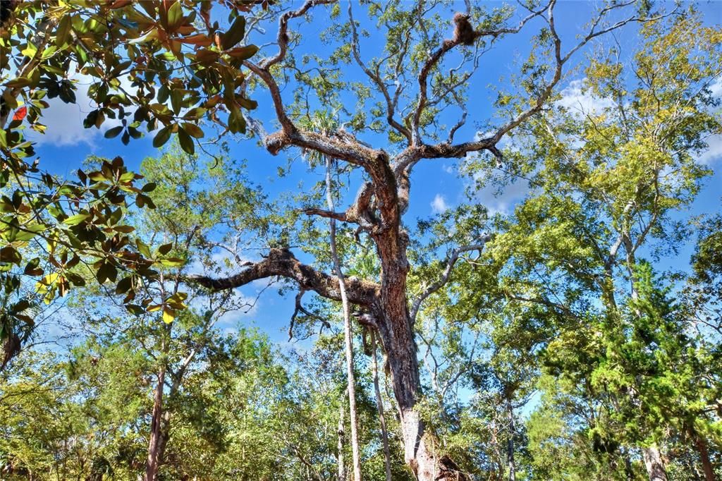 En Venta: $525,000 (40.20 acres)