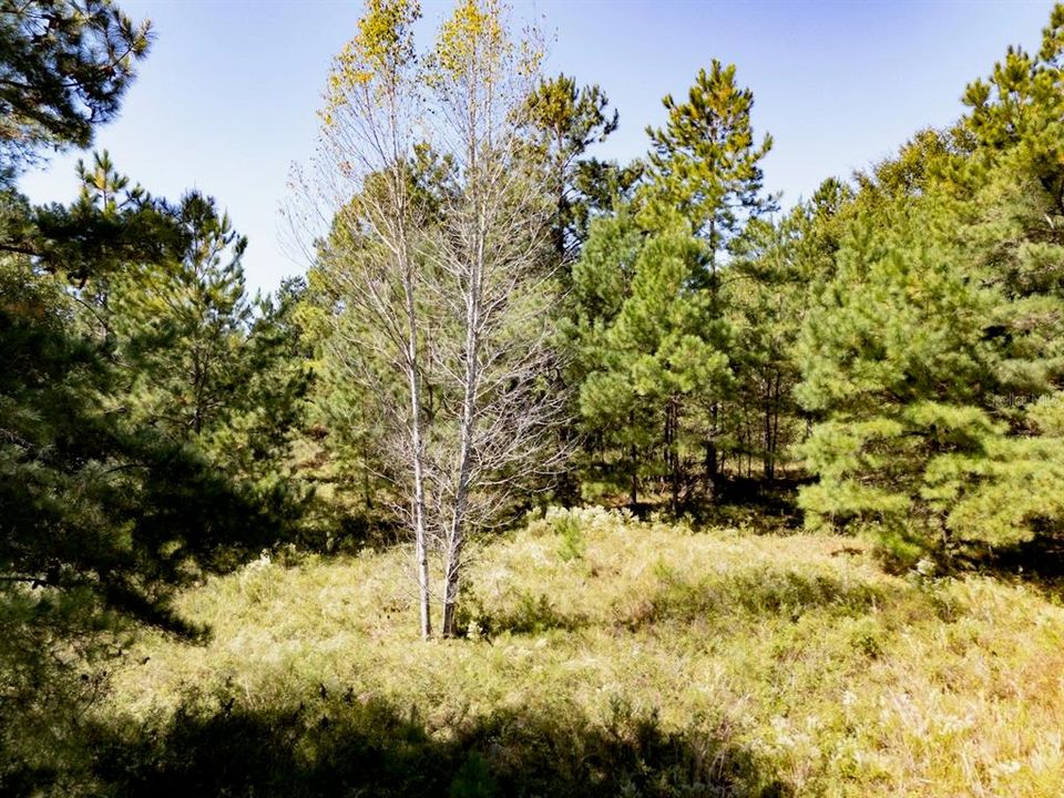 En Venta: $375,000 (20.01 acres)