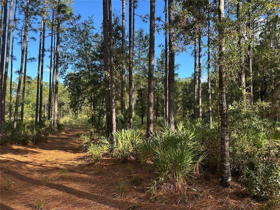 For Sale: $225,000 (2.75 acres)