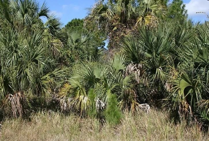 En Venta: $49,300 (0.23 acres)