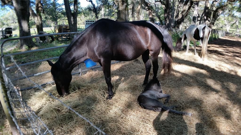 For Sale: $475,000 (3 beds, 2 baths, 1836 Square Feet)
