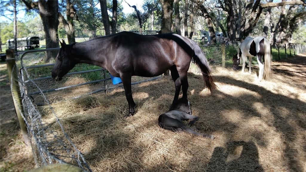 For Sale: $475,000 (3 beds, 2 baths, 1836 Square Feet)