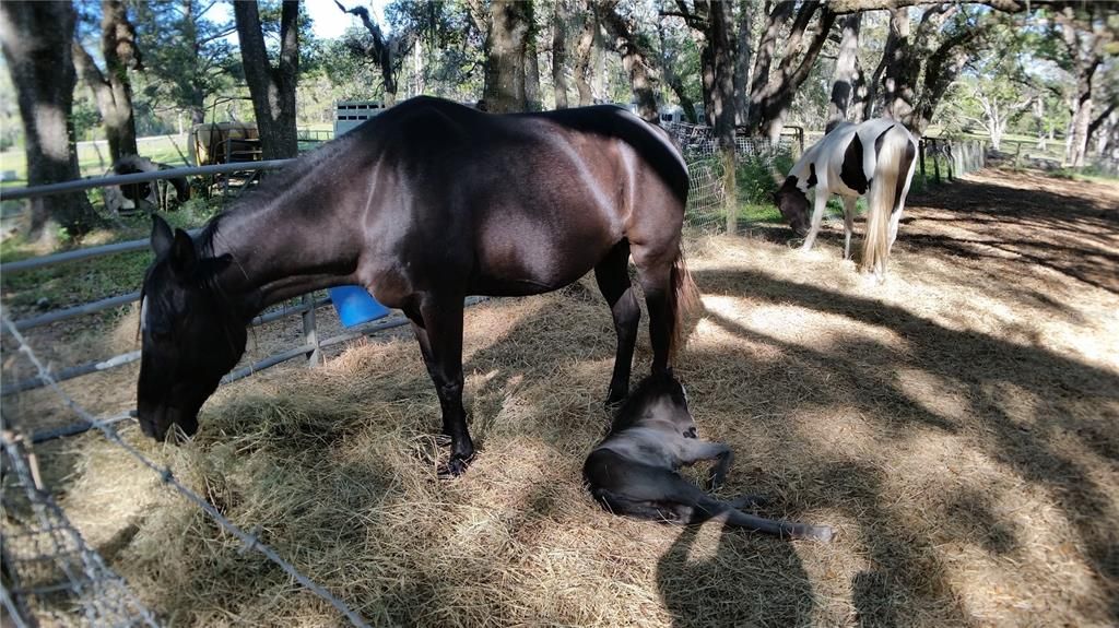 For Sale: $475,000 (3 beds, 2 baths, 1836 Square Feet)