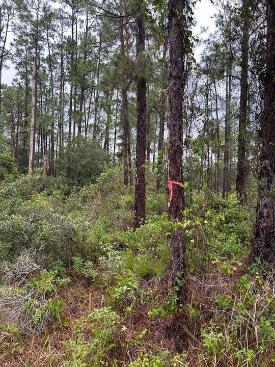 待售: $35,000 (0.25 acres)