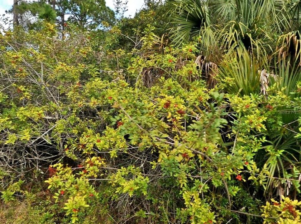 For Sale: $24,900 (0.23 acres)