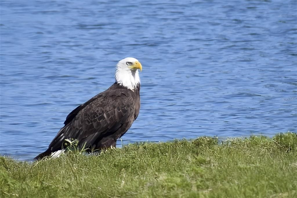 На продажу: $675,000 (3 спален, 3 ванн, 2126 Квадратных фут)