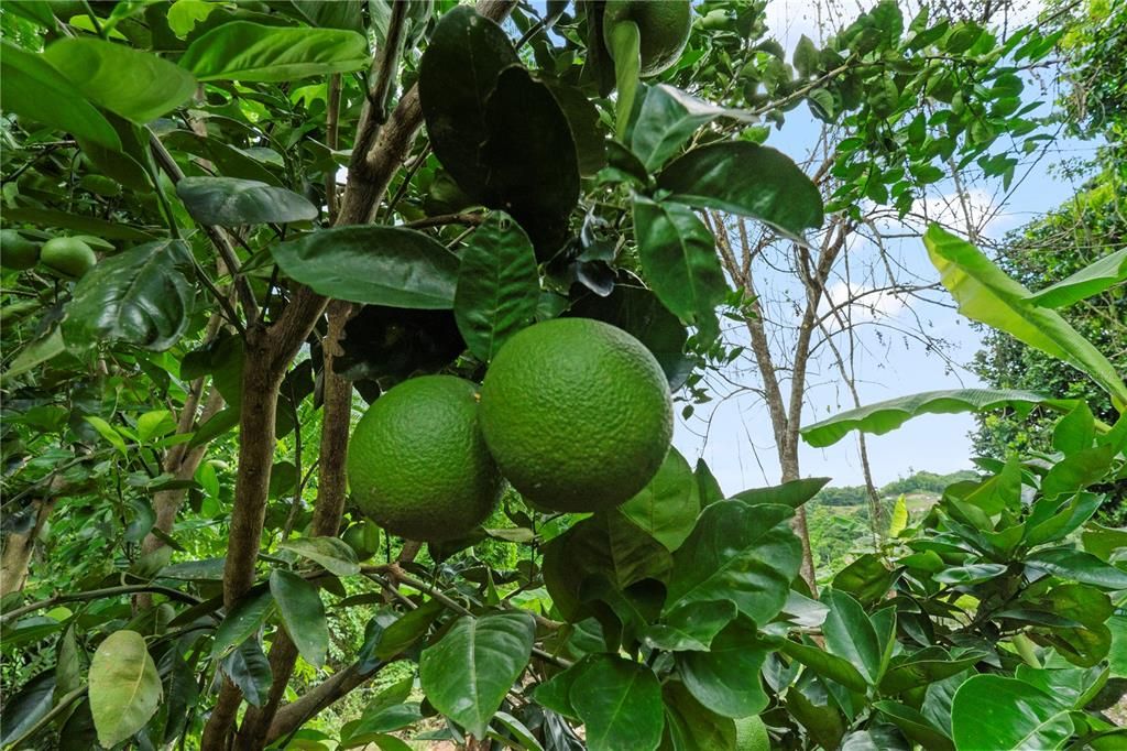 For Sale: $4,495,000 (4 beds, 2 baths, 4067 Square Feet)