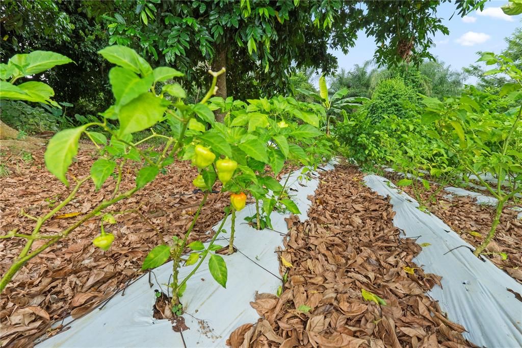 For Sale: $4,495,000 (4 beds, 2 baths, 4067 Square Feet)