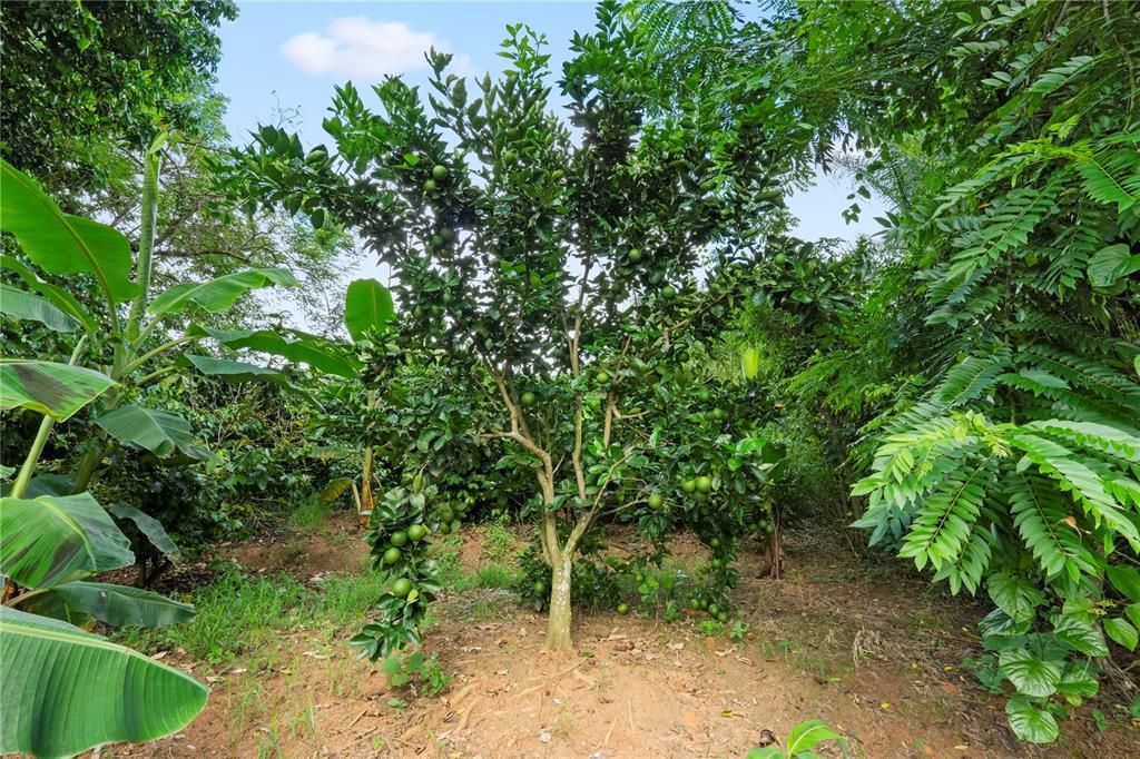 For Sale: $4,495,000 (4 beds, 2 baths, 4067 Square Feet)