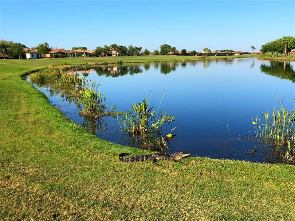 待售: $469,900 (3 贝兹, 2 浴室, 1679 平方英尺)