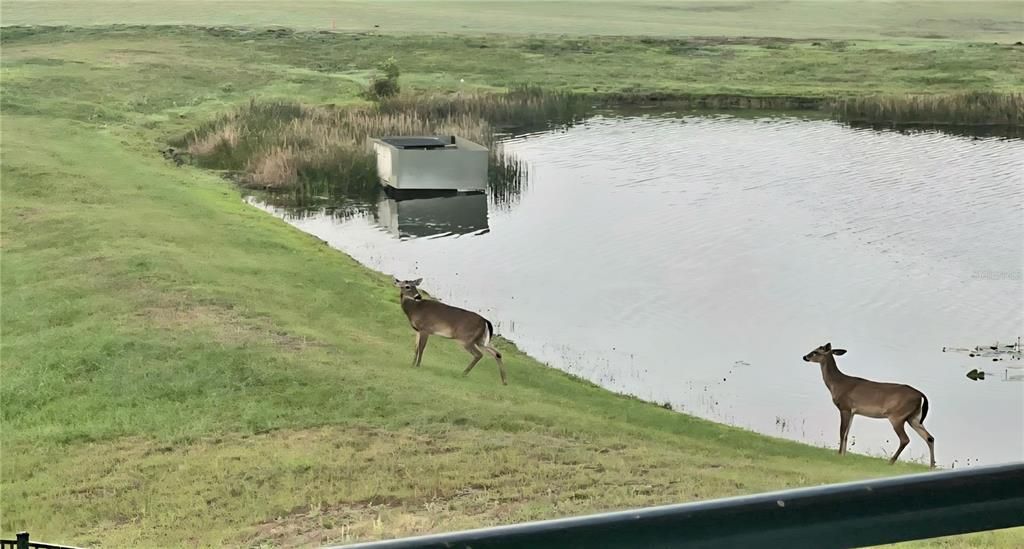 待售: $1,450,000 (4 贝兹, 4 浴室, 3353 平方英尺)