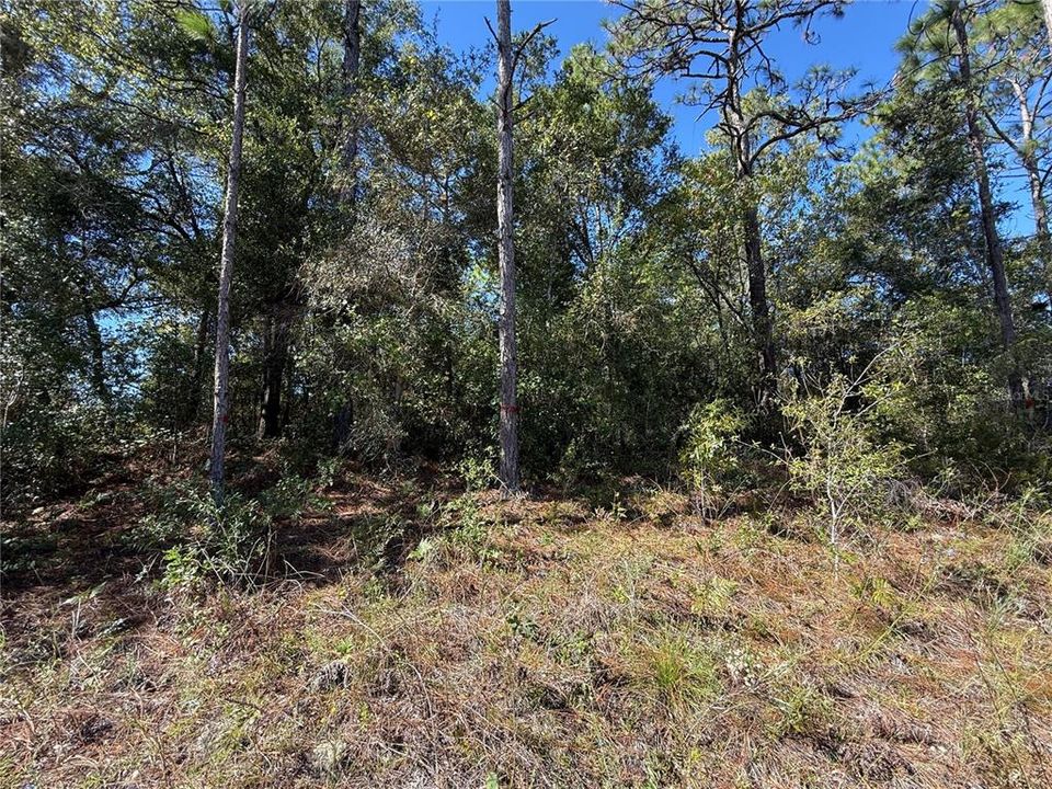 На продажу: $24,500 (0.31 acres)