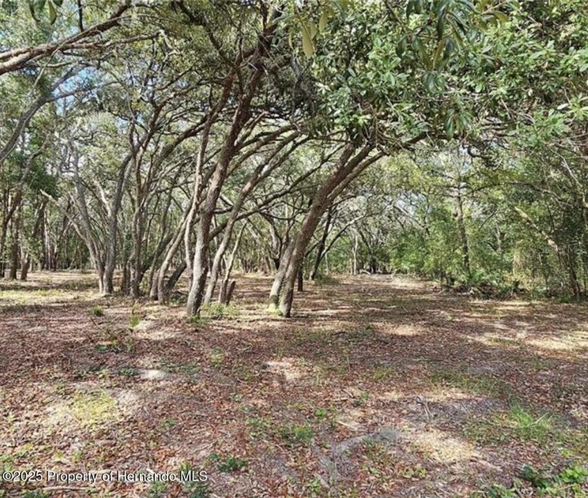 На продажу: $45,000 (1.16 acres)