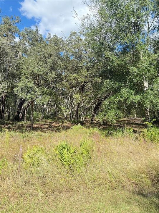 На продажу: $45,000 (1.16 acres)