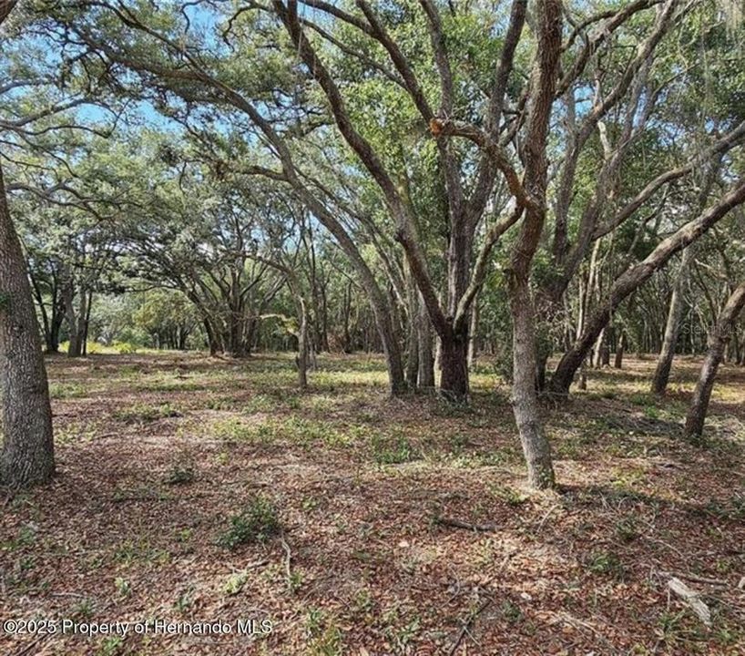 На продажу: $45,000 (1.16 acres)