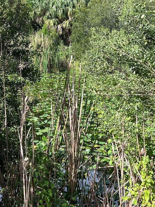 На продажу: $315,000 (14.25 acres)