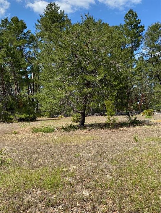For Sale: $285,000 (5.00 acres)