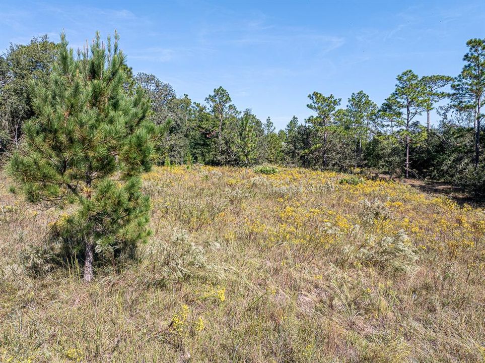 For Sale: $799,000 (39.50 acres)