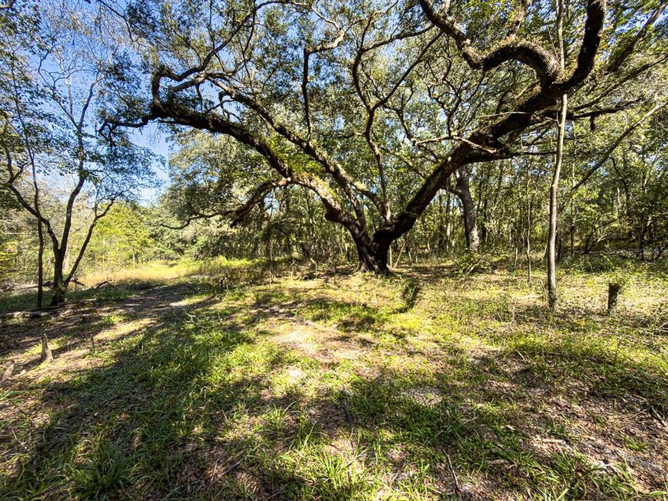 For Sale: $799,000 (39.50 acres)