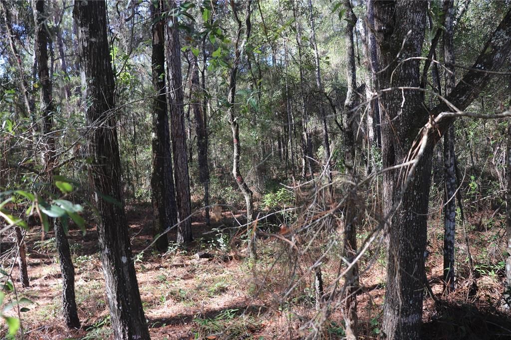 待售: $33,500 (0.92 acres)