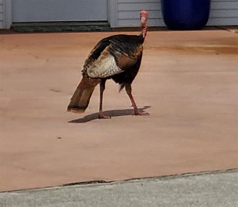 For Sale: $120,000 (0.04 acres)