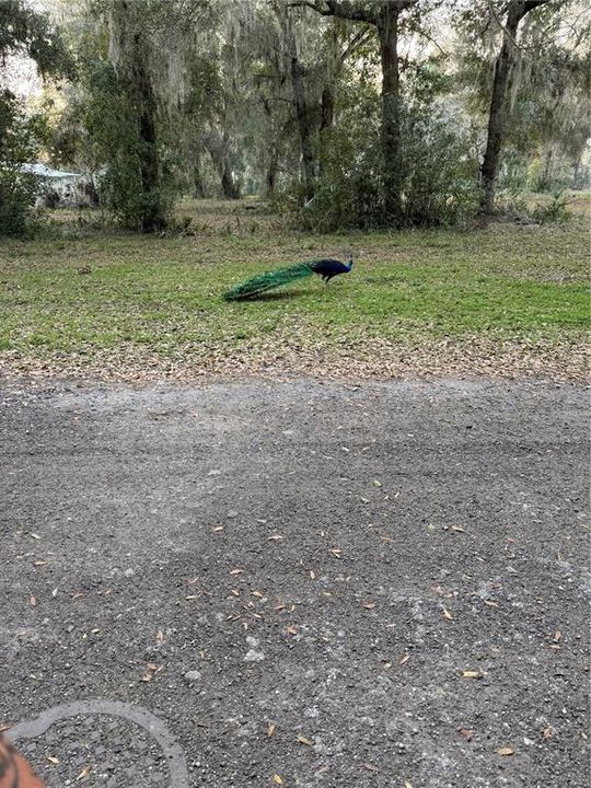 For Sale: $120,000 (0.04 acres)