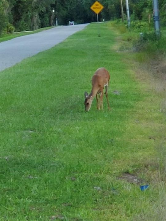 For Sale: $120,000 (0.04 acres)