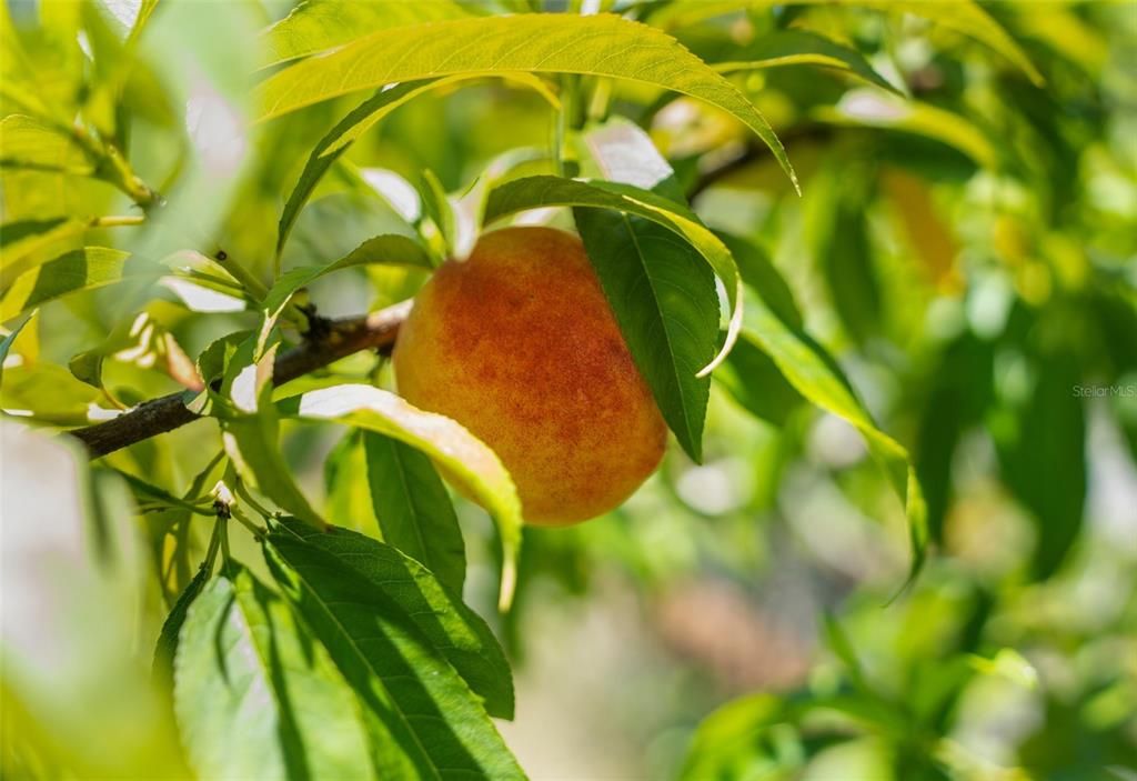 For Sale: $1,600,000 (5 beds, 4 baths, 3700 Square Feet)