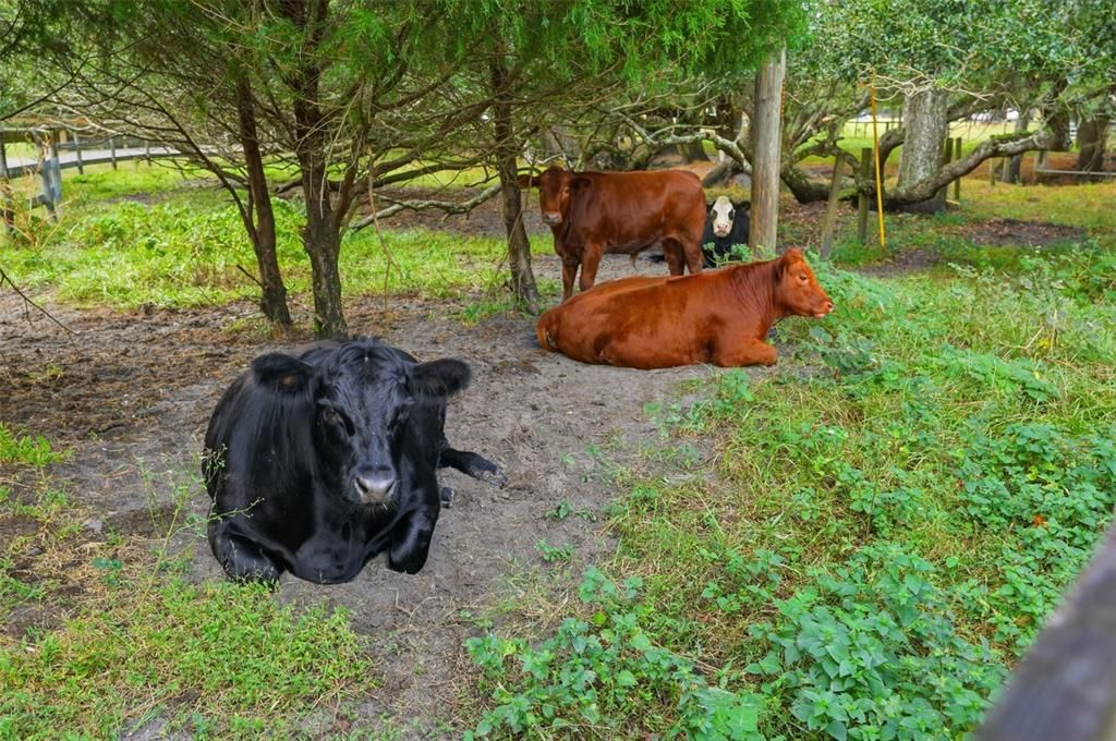 For Sale: $1,600,000 (5 beds, 4 baths, 3700 Square Feet)