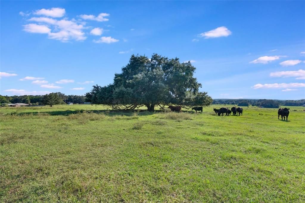 For Sale: $375,000 (10.00 acres)