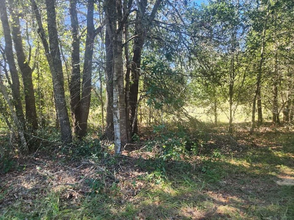 For Sale: $9,000 (0.23 acres)