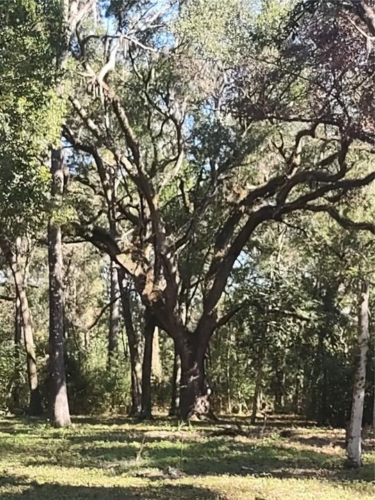 For Sale: $129,000 (4.77 acres)