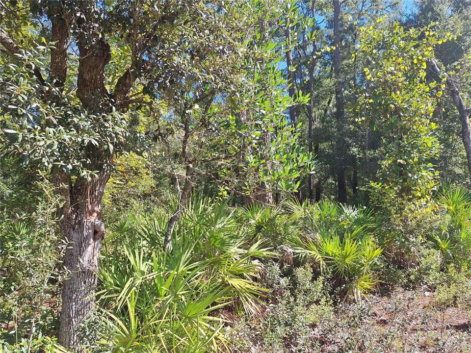 En Venta: $499,000 (66.00 acres)