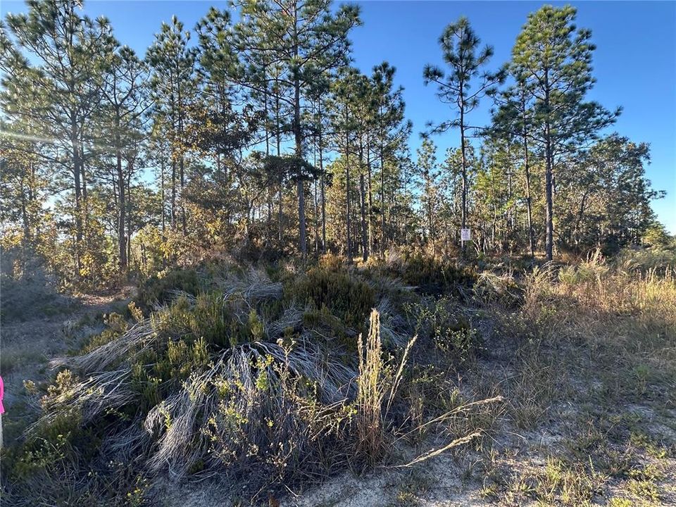 На продажу: $14,999 (0.23 acres)