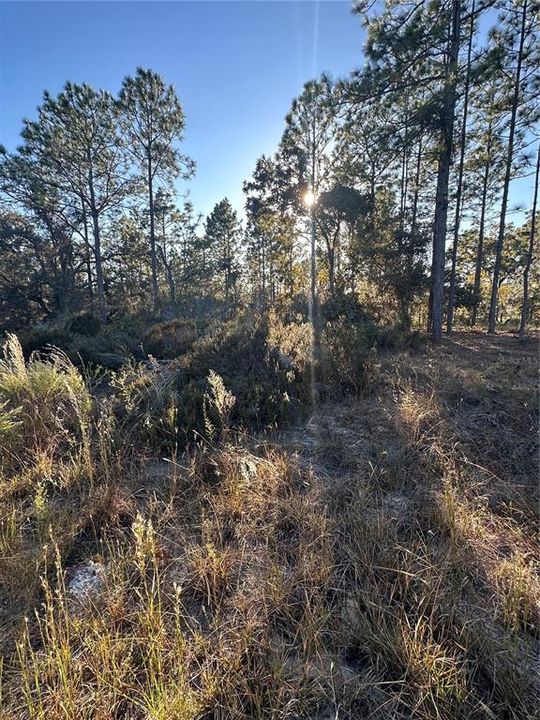 На продажу: $14,999 (0.23 acres)