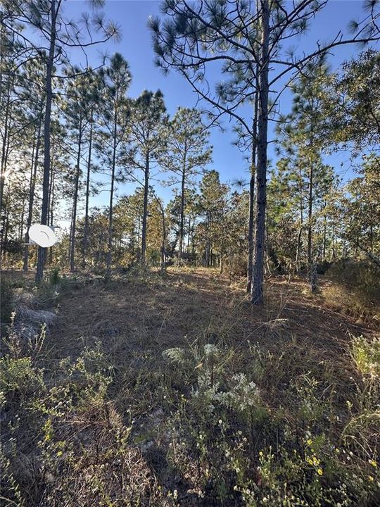 На продажу: $14,999 (0.23 acres)