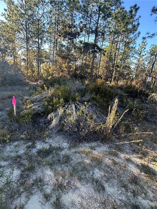 На продажу: $14,999 (0.23 acres)