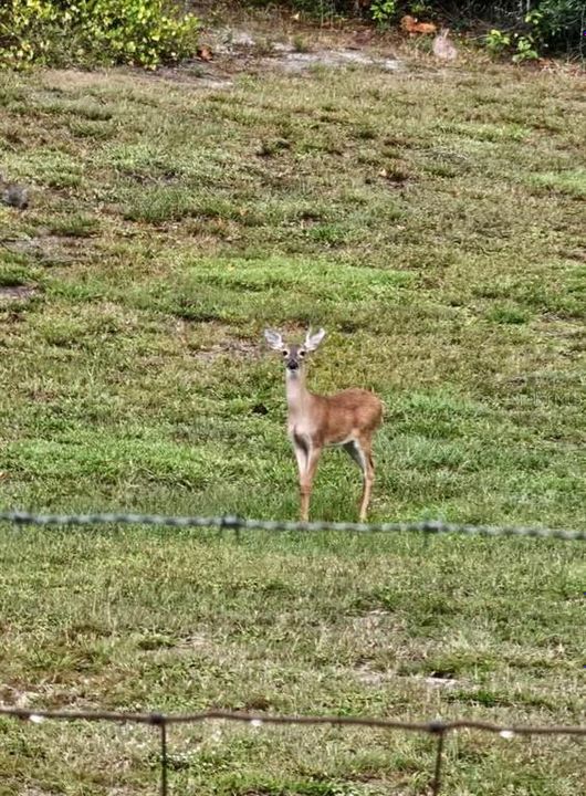 На продажу: $235,000 (3 спален, 2 ванн, 960 Квадратных фут)