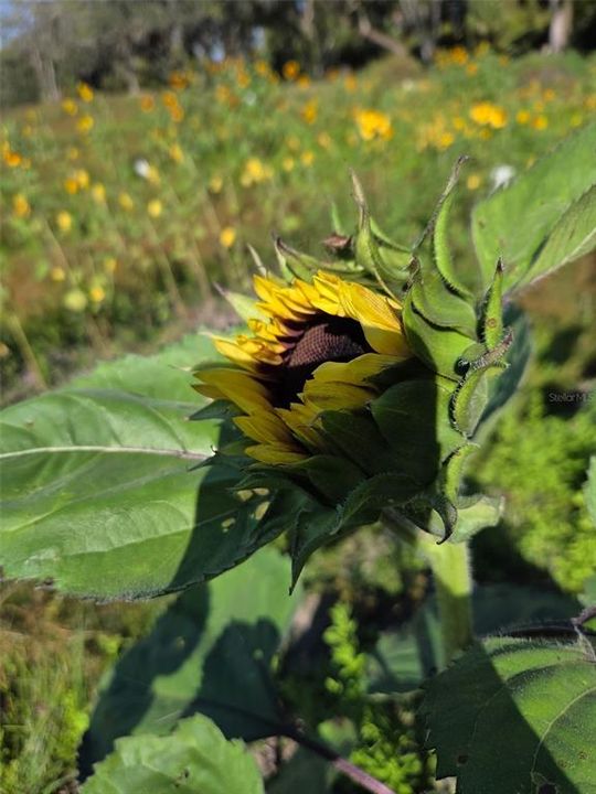 待售: $550,000 (10.00 acres)