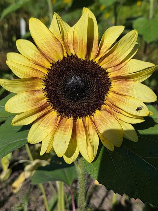 待售: $550,000 (10.00 acres)