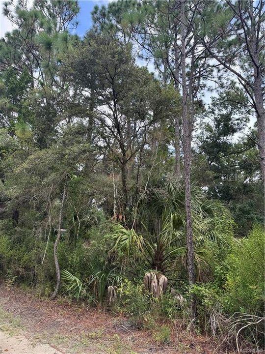 待售: $13,999 (0.33 acres)