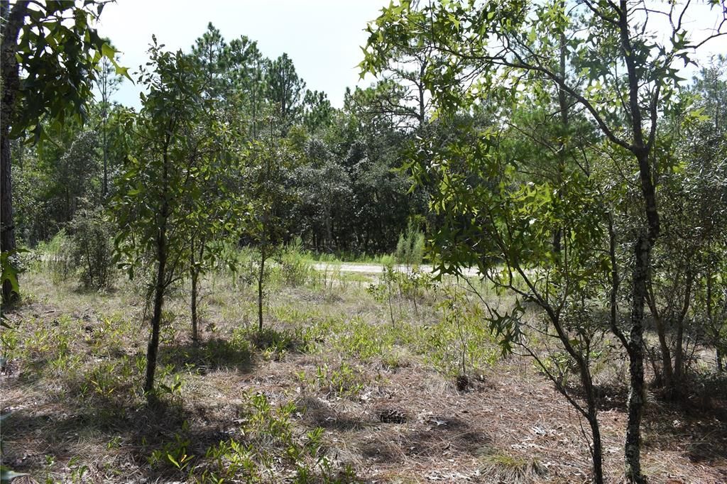 For Sale: $8,500 (0.25 acres)