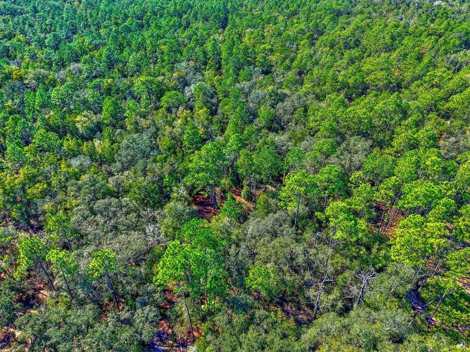 For Sale: $17,500 (0.24 acres)