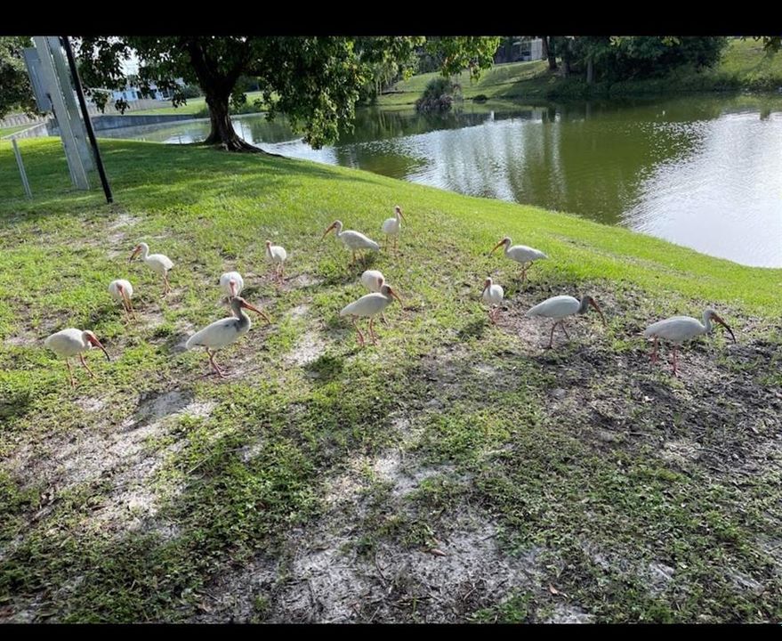 待售: $99,000 (1 贝兹, 1 浴室, 550 平方英尺)