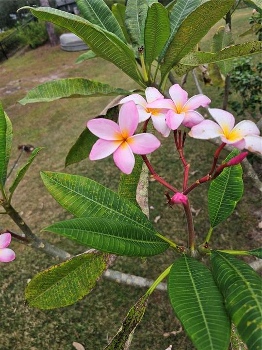 Activo con contrato: $617,777 (3 camas, 2 baños, 2170 Pies cuadrados)