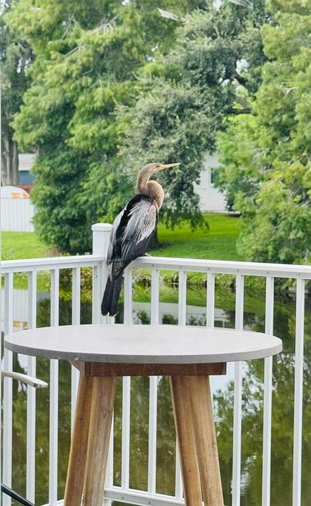 出租: $5,000 (3 贝兹, 2 浴室, 2312 平方英尺)