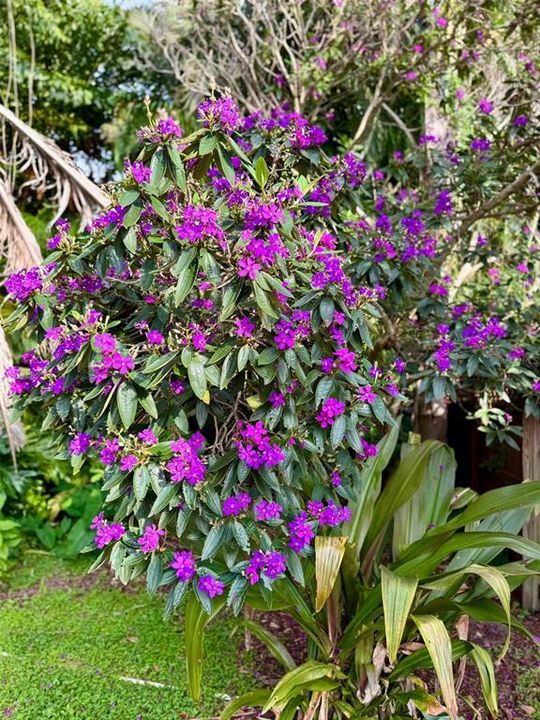 出租: $5,000 (3 贝兹, 2 浴室, 2312 平方英尺)