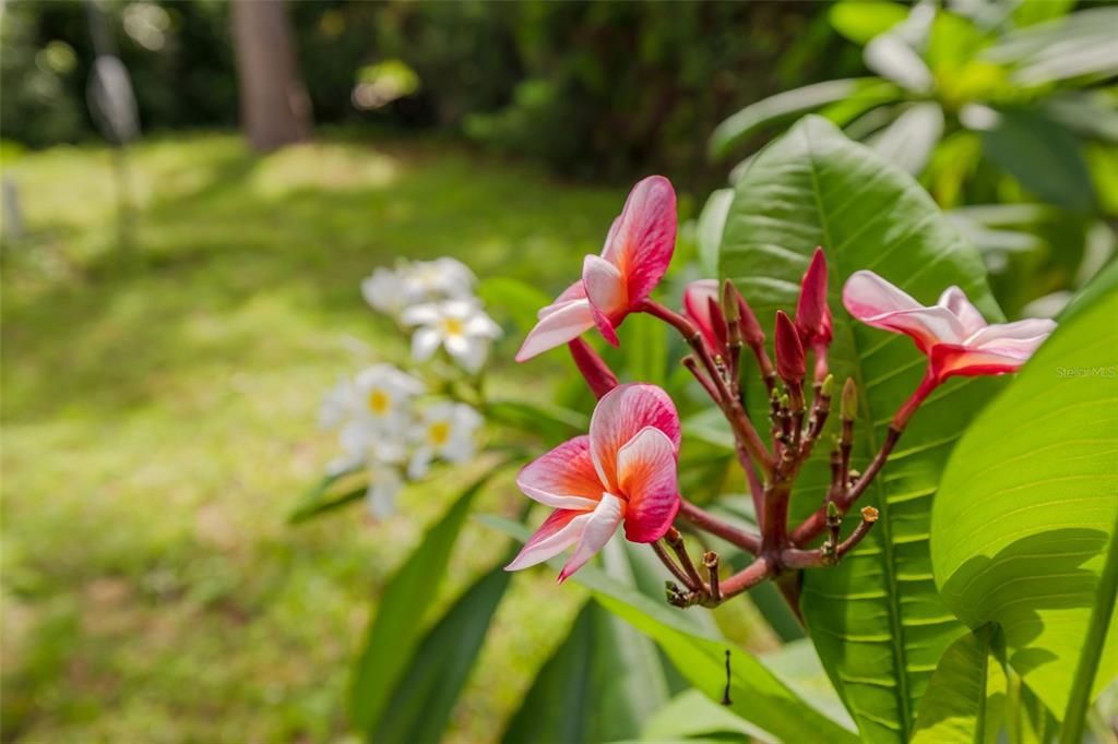 En Renta: $2,500 (3 camas, 2 baños, 1265 Pies cuadrados)