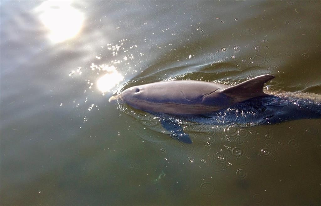 For Sale: $999,999 (3 beds, 3 baths, 1650 Square Feet)